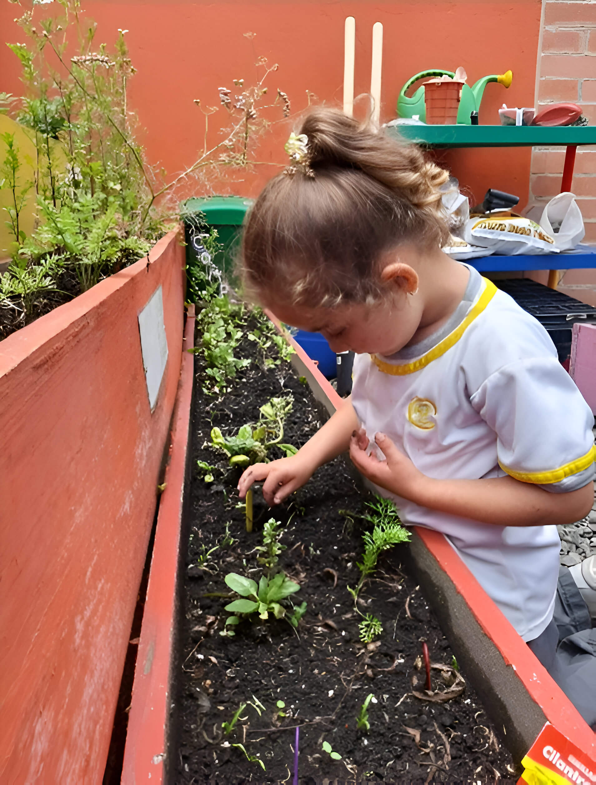 Estudiante de la sección preescolar trabajando en la huerta escolar: Eco-logic Graden, en la siembra de semillas de cilantro, por, Sierra (2024).